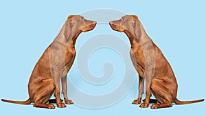 2 gorgeous hungarian vizslas sitting opposite each other studio portrait. Full body side view hunting dogs over blue background.