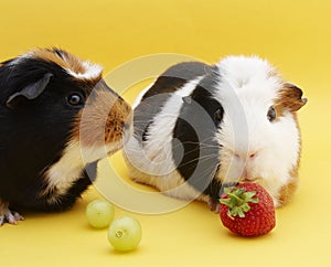 2 Guinea pigs