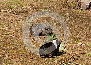 2 Guinea pigs eating outside