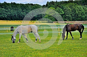 2 horses eating grass near Schloss Fasanarie