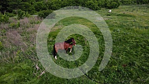 2 horses, large and small, graze in the field. aerial shooting