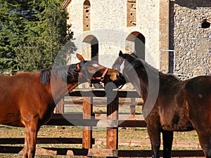 2 horses for Palio (siena) photo