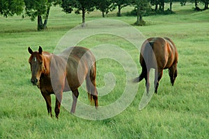 2 horses in a pasture