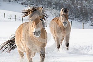 2 horses running in the snow.