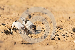 2 Jack Rusell Terrier dog are following a trail on a  field. Dogs are 4 and 12 years old