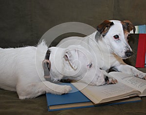 2 Jack Russell Reading Buddies