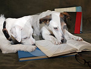 2 Jack Russell's Terriers a Reading a Fantastic Book