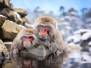 2 Japanese macaques