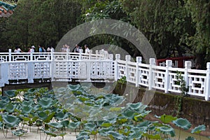 2 July 2007  the summer lotus at Wun Chuen Sin Koon