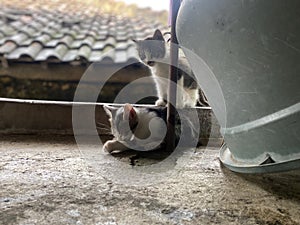 2 kittens are playing on the roof of the house