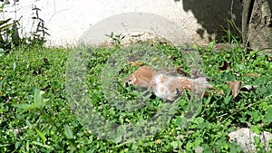 2 kittens starving on outdoor meadow, abandoned by mother cat