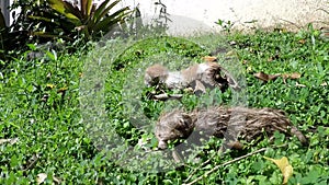 2 kittens starving on outdoor meadow, abandoned by mother cat