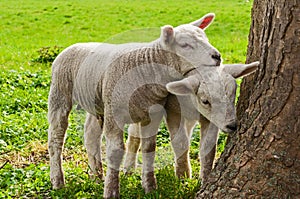 2 lambs standing in grass meadow in spring