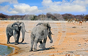 2 Large Elephants at a waterhole in Etosha