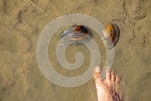 2 large river water clams on top of the sand with feet to compare the size of the bivalves.
