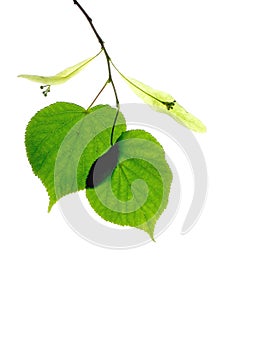 2 Linden (lime) leaves