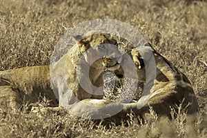 2 lionesses showing affection