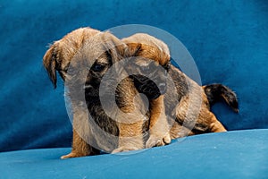 2 Little beautiful puppies on a blue sofa