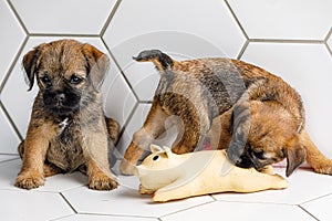 2 little beautiful puppies are playing on a white tile