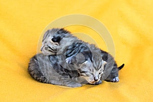 2 little cute newborn kitten, soft and vulnerable