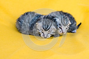 2 little cute newborn kitten, soft and vulnerable