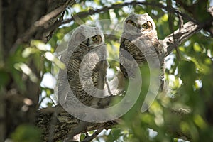 2 Little Owlets