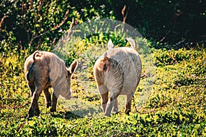 2 little pigs graze freely in nature