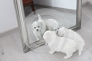 2 little white Bichon Frize puppies look in the mirror. look into the frame