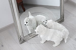 2 little white Bichon Frize puppies look in the mirror. look into the frame