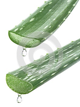 2 long Aloe Vera leaves with essence drops isolated on white