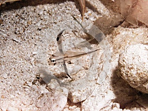 A 2 long Juvenile High-Hat Searches for Food on a Sandy Coral Reef Bottom