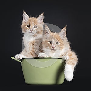 2 Maine Coon cat kittens on white