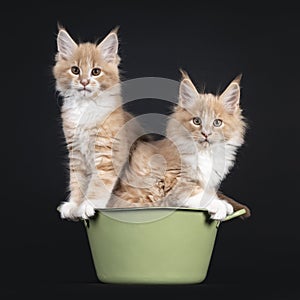 2 Maine Coon cat kittens on white