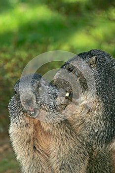 2 marmots photo