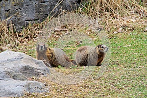 2 marmots