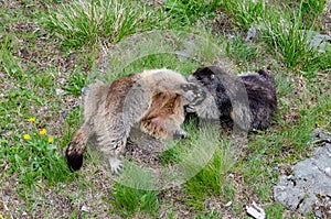 2 Marmots playing in Hohe Tauern National Park, Austria