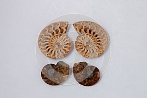 2 Matched pairs of Ammonite Fossils, light and dark, on white background