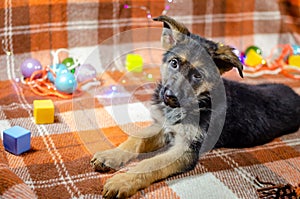 2 month old dog with toys. German Shepherd puppy