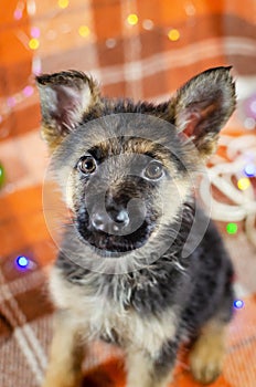2 month old dog with toys. German Shepherd puppy