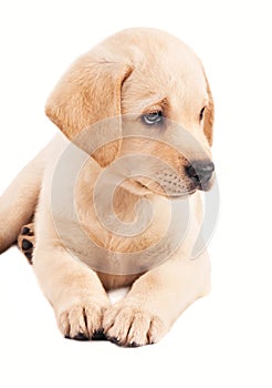 2 month old labrador retriever puppy