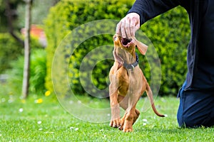 2 months old cute hungarian vizsla dog puppy biting owners fingers while playing outdoors in the garden. Obedience training.