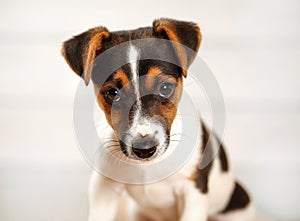 2 months old Jack Russell terrier puppy looking into camera. Stu