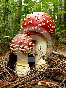 2 muchrooms in the forest