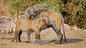 2 muddy lions looking in Chobe national park