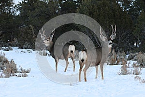 2 mule deer bucks