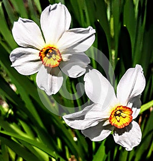2 narcissus lilies