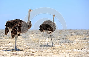 2 Ostriches on the Etosha Pan