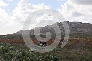 2 Ostriches grazing in the fynbos at Cape Point nature reserve Cape Town South Africa