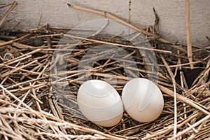 2 pigeon eggs in bird`s nest