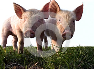 2 Piglets Close up